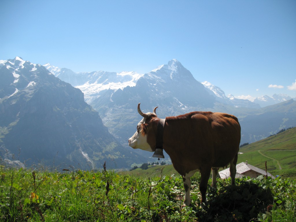 швейцарские альпы фото