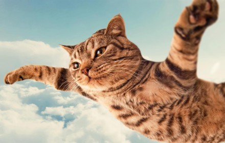 как перевезти кошку в самолете